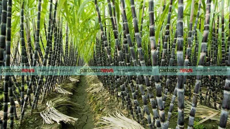 Farmers are tending to cultivate sugarcane in Bandarban